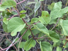Ipomoea batatoides