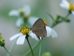 Jamides bochus formosanus