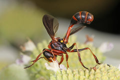 Physocephala sagittaria