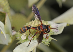 Physocephala sagittaria