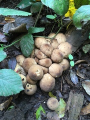 Apioperdon pyriforme