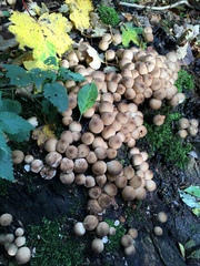 Apioperdon pyriforme