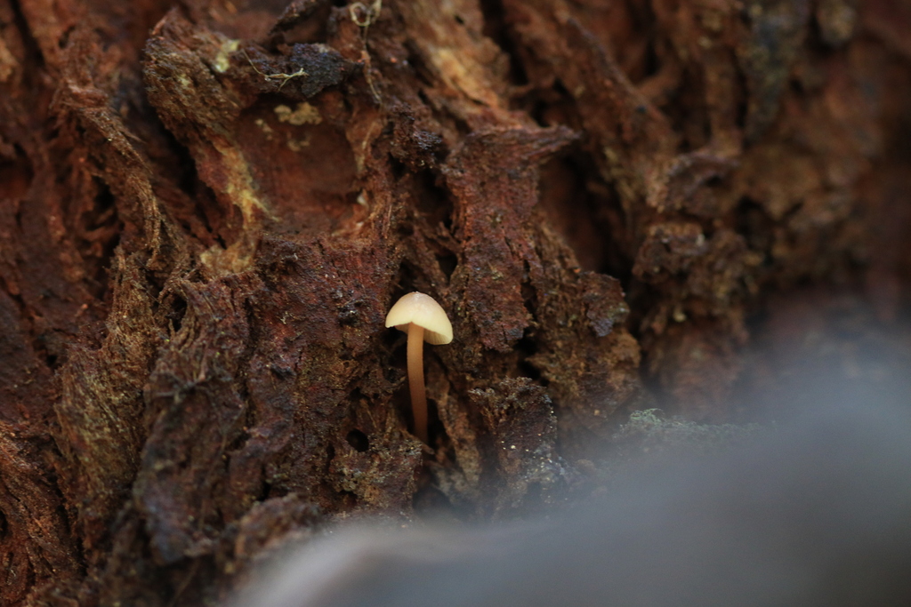 Rhodocollybia eucalyptorum · August 2025 · photo: © sofiazed1 (iNaturalist, cc-by)