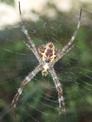 Argiope appensa