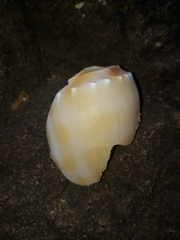 Phalium bandatum