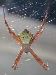Argiope appensa