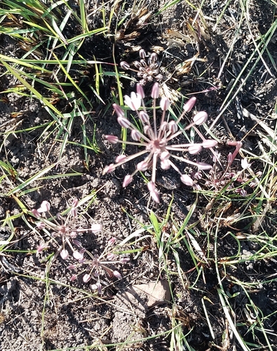Fusifilum depressum