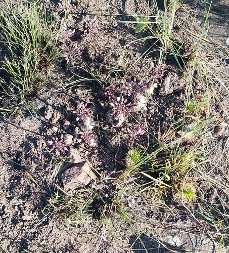 Fusifilum depressum