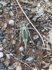 Bradyporinae