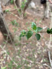 Acalypha glabrata glabrata