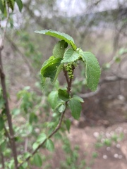 Acalypha glabrata glabrata