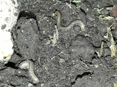 Blaniulidae