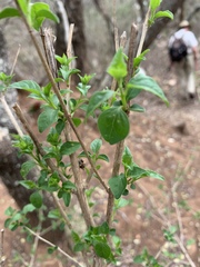 Acalypha glabrata glabrata