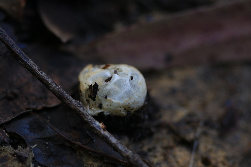 Ileodictyon gracile · August 2025 · photo: © sofiazed1 (iNaturalist, cc-by)