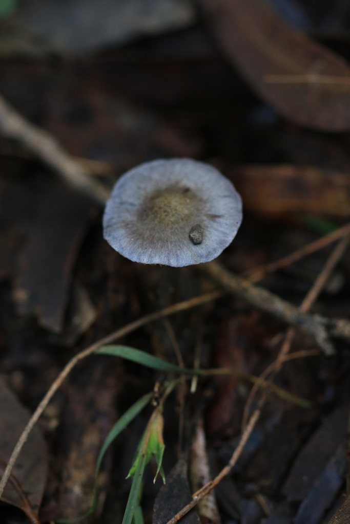 Cortinarius austroevernius · August 2025 · photo: © sofiazed1 (iNaturalist, cc-by)