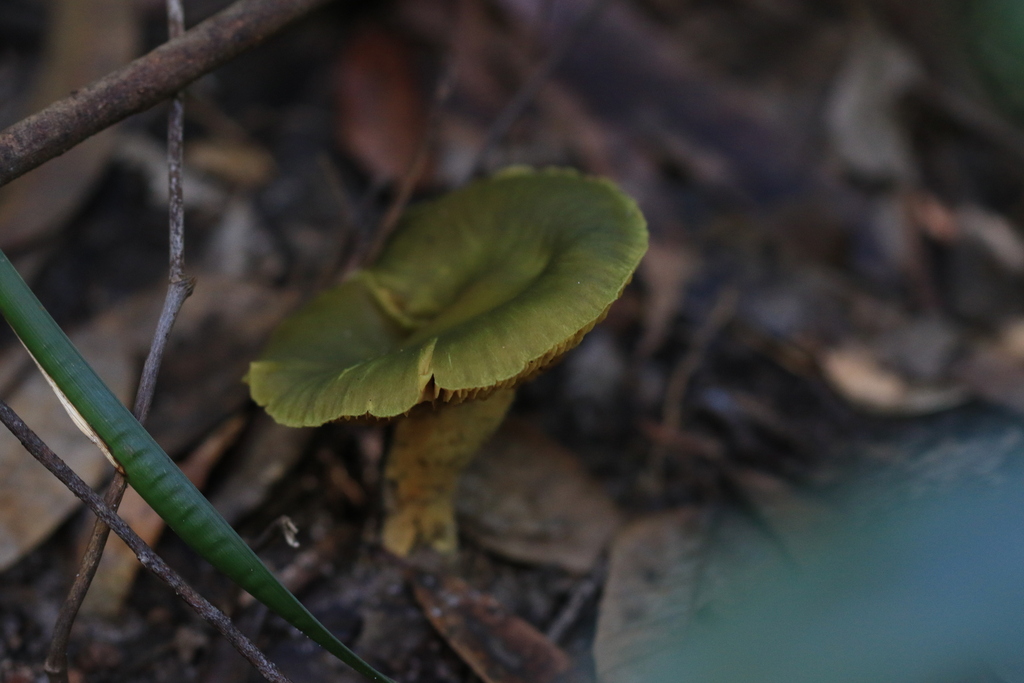 Cortinarius austrovenetus · August 2025 · photo: © sofiazed1 (iNaturalist, cc-by)