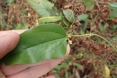Smilax walteri