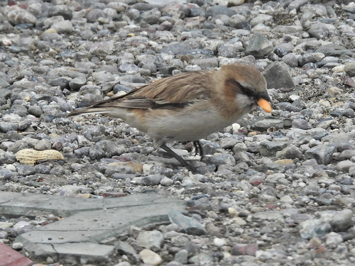 Rufous-necked Snowfinch (Pyrgilauda ruficollis), photo 9