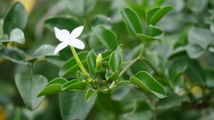 Jasminum angulare