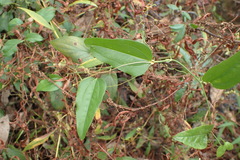 Smilax walteri
