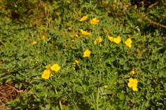 Chelidonium asiaticum