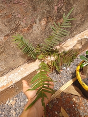 Pteris vittata