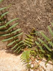 Pteris vittata