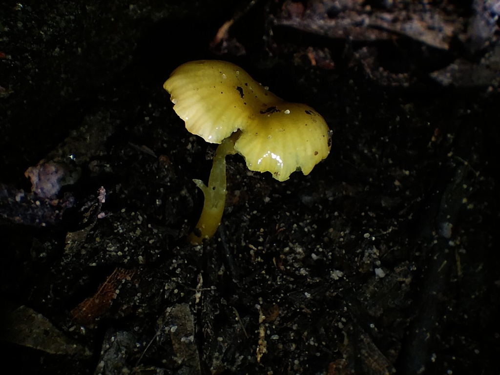 Gloioxanthomyces chromolimoneus · August 2025 · photo: © sofiazed1 (iNaturalist, cc-by)