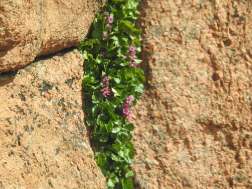 James’s false saxifrage (Telesonix jamesii)