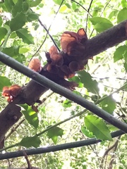 Auricularia auricula-judae