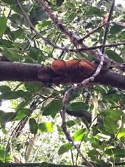 Auricularia auricula-judae