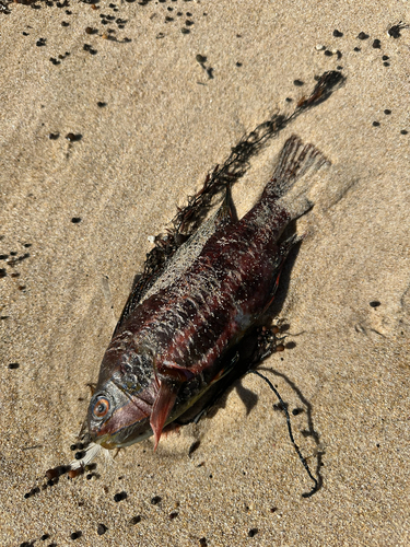 Rainbow cale (Heteroscarus acroptilus) — Odacidae — 2