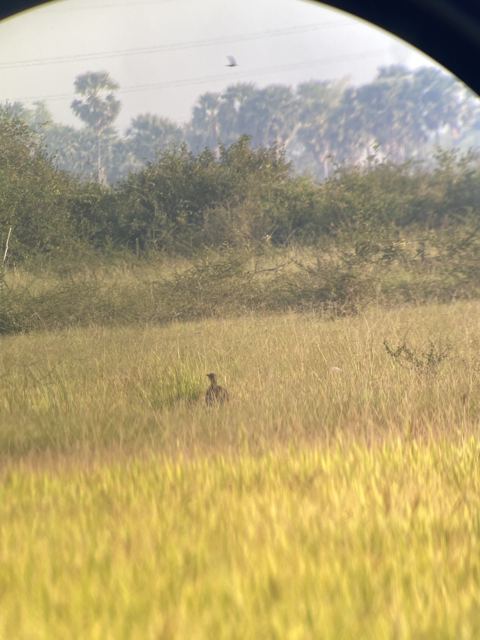 Bengal Florican (Houbaropsis bengalensis), photo 3