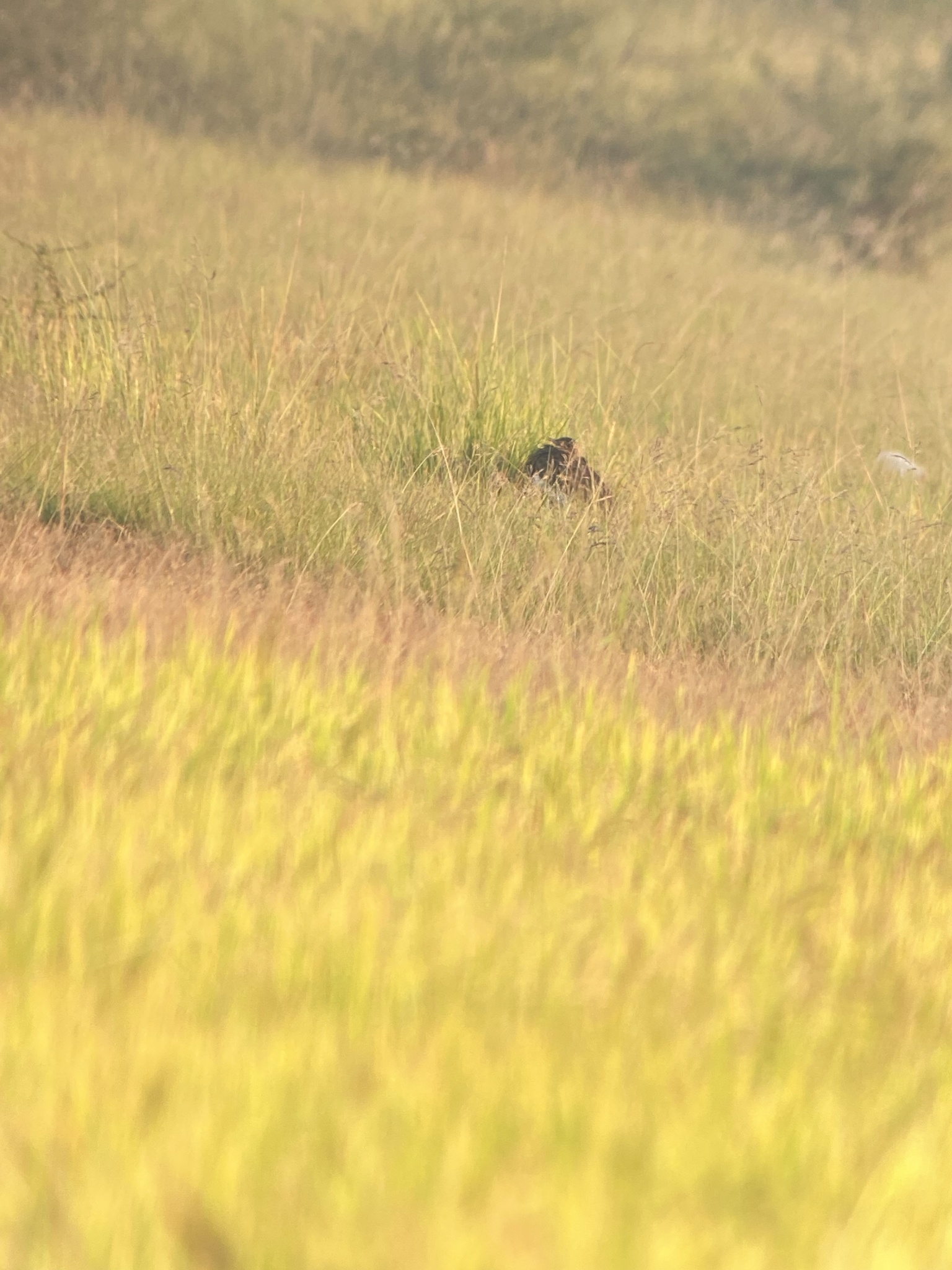 Bengal Florican (Houbaropsis bengalensis), photo 4