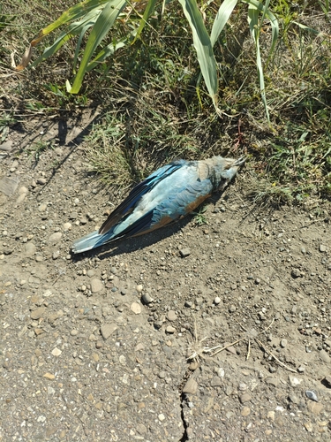 European Roller