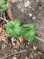 Pyrenacantha kaurabassana