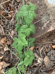 Pyrenacantha kaurabassana