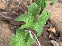 Pyrenacantha kaurabassana