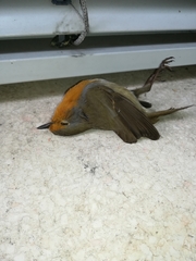 Erithacus rubecula