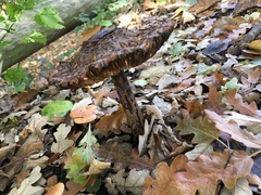 Chlorophyllum rhacodes