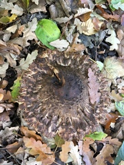Chlorophyllum rhacodes