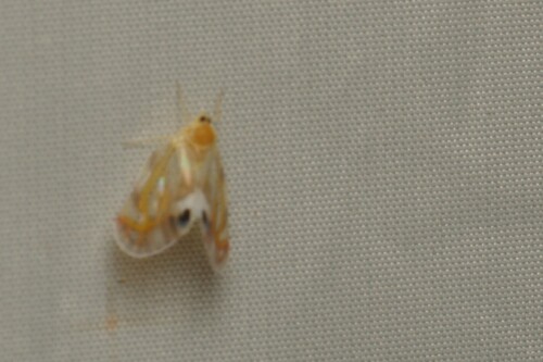 Rhotana maculata, 2025-08-02