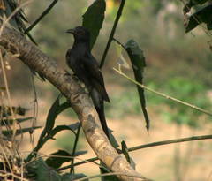 Cacomantis passerinus