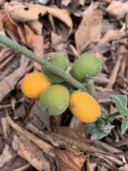 Pyrenacantha kaurabassana