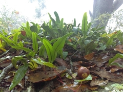 Pleopeltis crassinervata