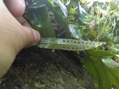 Pleopeltis crassinervata