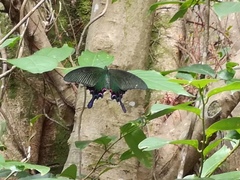 Papilio bianor thrasymedes