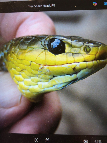 Common Tree Snake sighting