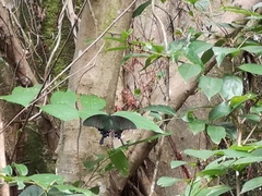 Papilio bianor thrasymedes