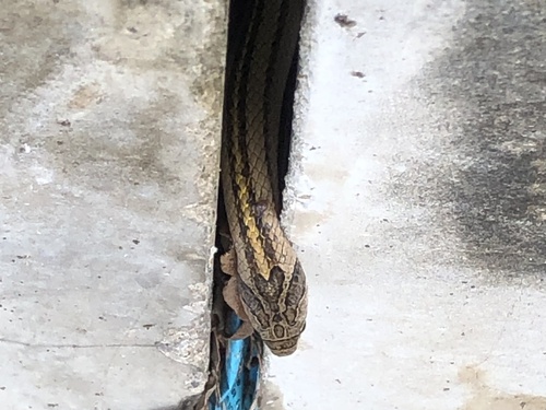 Striped Kukri Snake